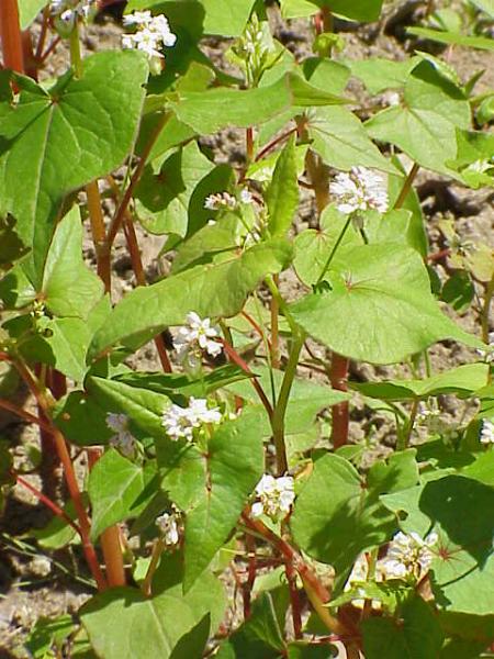 Photo by Unknown author — Wikimedia Commons, CC BY-SA 3.0 Buckwheat