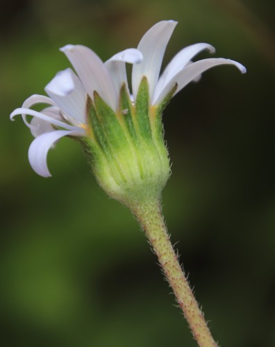 Photo by (c) Tony Rebelo, some rights reserved (CC BY-SA), uploaded by Tony Rebelo — iNaturalist, CC BY-SA Blue Daisy