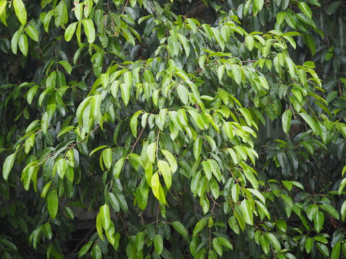Photo by no rights reserved, uploaded by 葉子 — iNaturalist, CC0 Weeping Fig