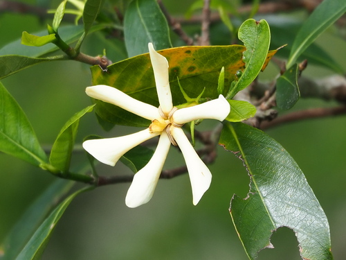Photo by no rights reserved, uploaded by 葉子 — iNaturalist, CC0 Gardenia