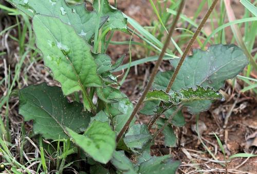 Photo by (c) Wynand Uys, some rights reserved (CC BY), uploaded by Wynand Uys — iNaturalist, CC BY Gerbera Daisy
