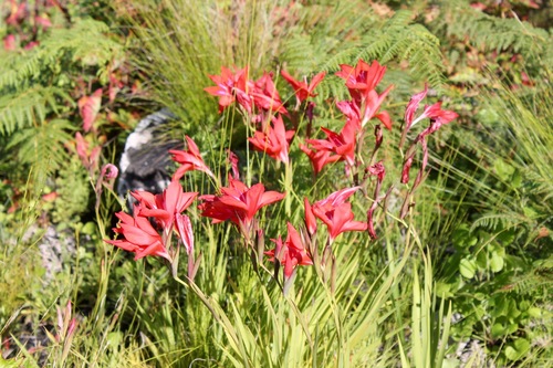 Photo by (c) Rebecca Ryen-Stols, some rights reserved (CC BY-SA), uploaded by Rebecca Ryen-Stols — iNaturalist, CC BY-SA Gladiola