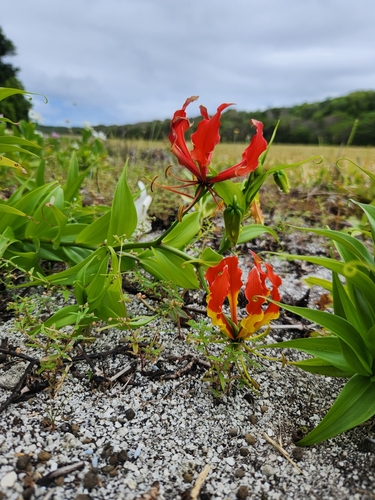Photo by (c) Shelomi Doyle, some rights reserved (CC BY), uploaded by Shelomi Doyle — iNaturalist, CC BY Flame Lily