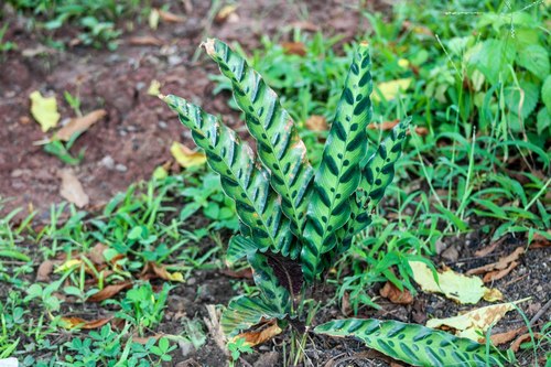 Photo by (c) lcchacon21, some rights reserved (CC BY), uploaded by lcchacon21 — iNaturalist, CC BY Rattlesnake Plant
