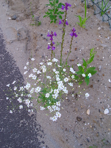 Baby's Breath