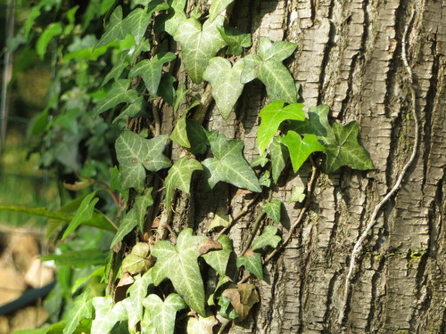 Photo by (c) Marianna Boi, some rights reserved (CC BY), uploaded by Marianna Boi — iNaturalist, CC BY English Ivy