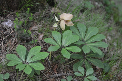 Photo by (c) Andy, some rights reserved (CC BY), uploaded by Andy — iNaturalist, CC BY Christmas Rose