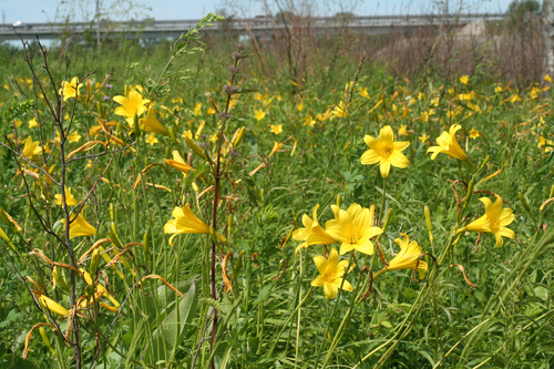 Photo by (c) Oleg Kosterin, some rights reserved (CC BY), uploaded by Oleg Kosterin — iNaturalist, CC BY Orange Day Lily