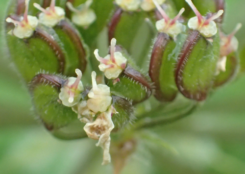 Photo by (c) Connie Taylor, some rights reserved (CC BY), uploaded by Connie Taylor — iNaturalist, CC BY Cow Parsnip