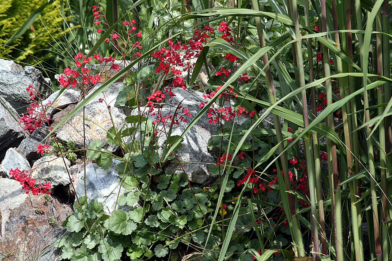Coral Bells