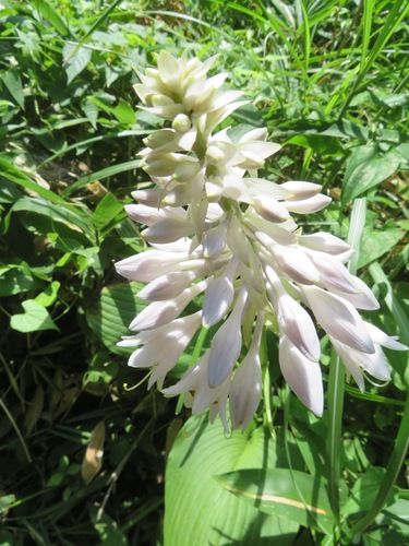 Photo by (c) Marco Mussita, some rights reserved (CC BY), uploaded by Marco Mussita — iNaturalist, CC BY Hosta