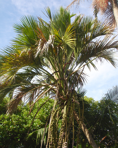 Curly Palm