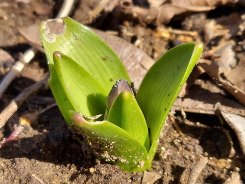 Photo by (c) florawhite, some rights reserved (CC BY), uploaded by florawhite — iNaturalist, CC BY Hyacinth