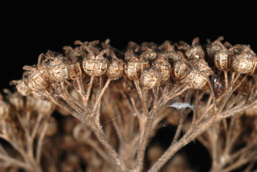 Photo by (c) Douglas Goldman, some rights reserved (CC BY-SA), uploaded by Douglas Goldman — iNaturalist, CC BY-SA Smooth Hydrangea