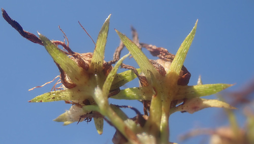 Photo by (c) Thomas Gyselinck, some rights reserved (CC BY), uploaded by Thomas Gyselinck — iNaturalist, CC BY St. John's Wort