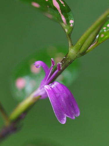 Photo by no rights reserved, uploaded by 葉子 — iNaturalist, CC0 Polka Dot Plant