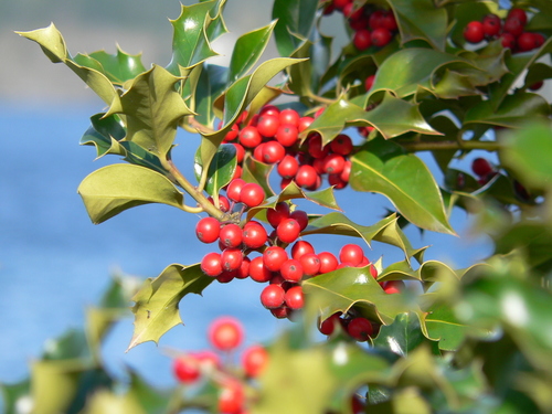Photo by (c) Jennifer Aitkens, some rights reserved (CC BY) — iNaturalist, CC BY English Holly