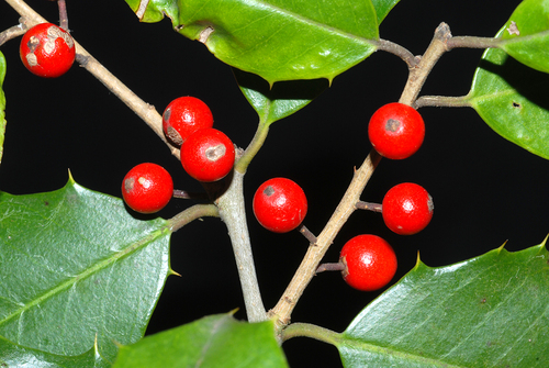 Photo by (c) Douglas Goldman, some rights reserved (CC BY-SA), uploaded by Douglas Goldman — iNaturalist, CC BY-SA American Holly