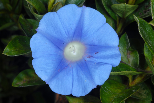 Photo by (c) Douglas Goldman, some rights reserved (CC BY-SA), uploaded by Douglas Goldman — iNaturalist, CC BY-SA Morning Glory