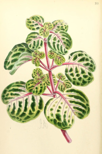 Photo by (c) Biodiversity Heritage Library, some rights reserved (CC BY) — iNaturalist, CC BY Bloodleaf
