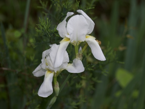 Photo by (c) Michelle W. (鍾偉瑋), some rights reserved (CC BY), uploaded by Michelle W. (鍾偉瑋) — iNaturalist, CC BY Iris