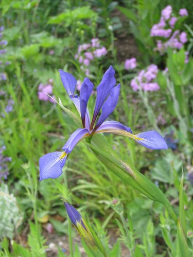 Photo by (c) peganum, some rights reserved (CC BY-SA) — iNaturalist, CC BY-SA Butterfly Iris