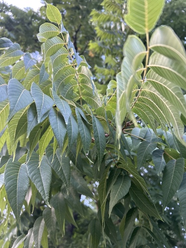 Photo by (c) SalamiRaptor, some rights reserved (CC BY-SA), uploaded by SalamiRaptor — iNaturalist, CC BY-SA Black Walnut