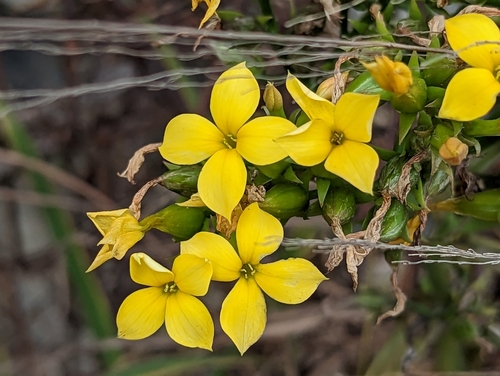 Photo by (c) jackywu, some rights reserved (CC BY), uploaded by jackywu — iNaturalist, CC BY Kalanchoe