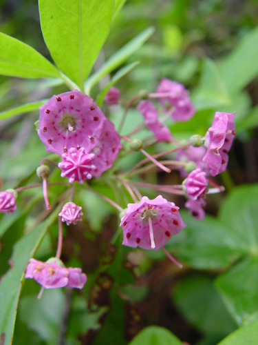 Photo by (c) Charles Kinsley, some rights reserved (CC BY-SA) — iNaturalist, CC BY-SA Sheep Laurel