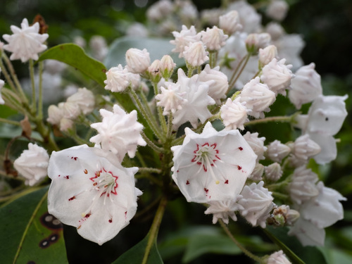 Photo by (c) Alex Abair, some rights reserved (CC BY), uploaded by Alex Abair — iNaturalist, CC BY Mountain Laurel