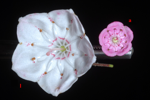 Photo by (c) Douglas Goldman, some rights reserved (CC BY-SA), uploaded by Douglas Goldman — iNaturalist, CC BY-SA Bog Laurel