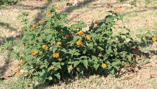 Photo by no rights reserved, uploaded by Dave Brown — iNaturalist, CC0 Lantana