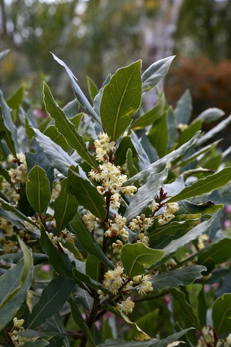 Photo by (c) Dr. Alexey Yakovlev, some rights reserved (CC BY-SA) — iNaturalist, CC BY-SA Bay Laurel
