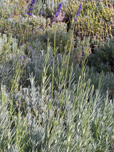 Photo by (c) Andrey Zharkikh, some rights reserved (CC BY) — iNaturalist, CC BY Lavender