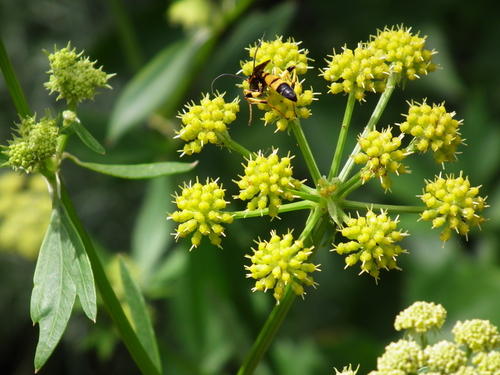 Photo by (c) 4028mdk09, some rights reserved (CC BY-SA) — iNaturalist, CC BY-SA Lovage