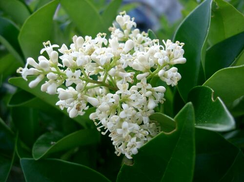 Photo by (c) KENPEI, some rights reserved (CC BY-SA) — iNaturalist, CC BY-SA Japanese Privet
