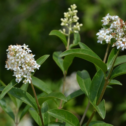 Photo by (c) Petr Harant, some rights reserved (CC BY), uploaded by Petr Harant — iNaturalist, CC BY Common Privet