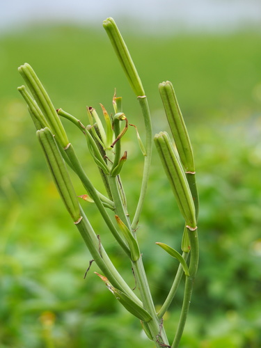 Photo by no rights reserved, uploaded by 葉子 — iNaturalist, CC0 Easter Lily