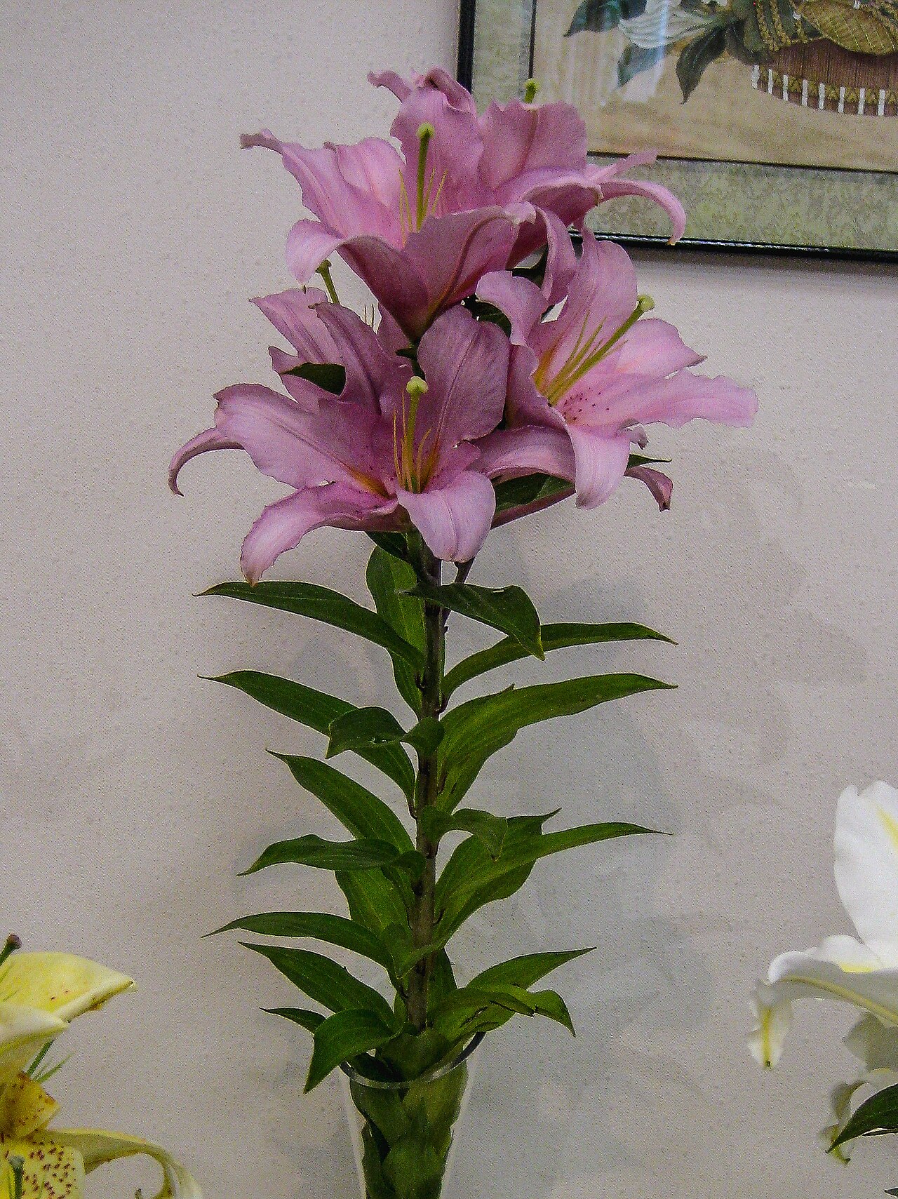 Photo by Александровы АГ — Wikimedia Commons, CC BY-SA 4.0 Tiger Lily