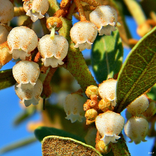 Photo by (c) Bob Peterson, some rights reserved (CC BY) — iNaturalist, CC BY Fetterbush