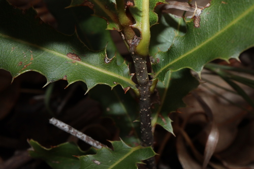 Photo by (c) Thomas Mesaglio, some rights reserved (CC BY), uploaded by Thomas Mesaglio — iNaturalist, CC BY Macadamia Nut