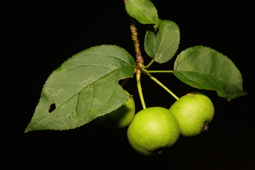 Photo by no rights reserved, uploaded by Stephen James McWilliam — iNaturalist, CC0 Apple