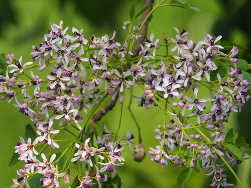 Photo by no rights reserved, uploaded by 葉子 — iNaturalist, CC0 Chinaberry