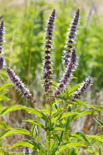 Photo by (c) Jon Sullivan, some rights reserved (CC BY) — iNaturalist, CC BY Mint