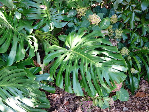 Photo by (c) Jacqui Geux, some rights reserved (CC BY), uploaded by Jacqui Geux — iNaturalist, CC BY Monstera