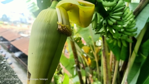 Photo by (c) Ong Jyh Seng, some rights reserved (CC BY-SA), uploaded by Ong Jyh Seng — iNaturalist, CC BY-SA Banana Plant