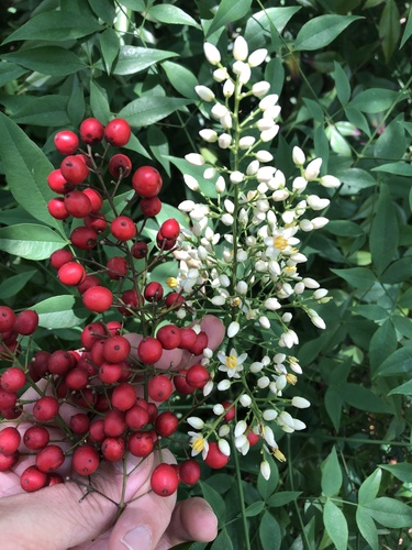 Photo by (c) Sam Kieschnick, some rights reserved (CC BY), uploaded by Sam Kieschnick — iNaturalist, CC BY Heavenly Bamboo