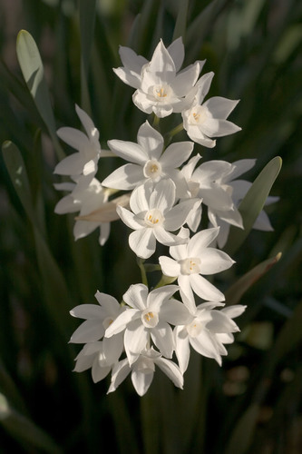 Photo by (c) David~O, some rights reserved (CC BY) — iNaturalist, CC BY Daffodil