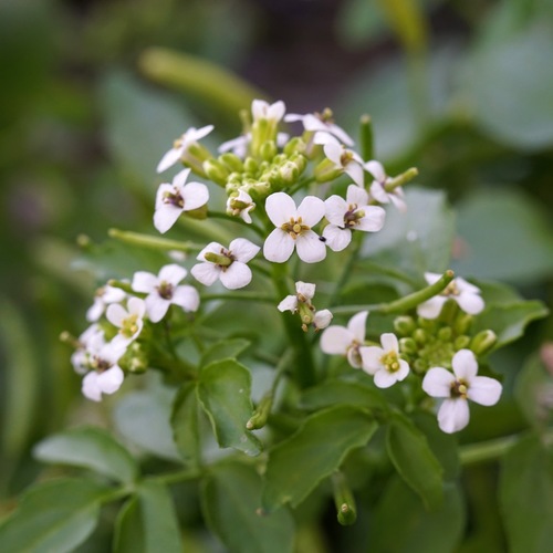 Photo by (c) Andrew Tree, some rights reserved (CC BY), uploaded by Andrew Tree — iNaturalist, CC BY Watercress