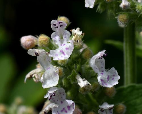 Photo by (c) davecz2, some rights reserved (CC BY-SA), uploaded by davecz2 — iNaturalist, CC BY-SA Catnip